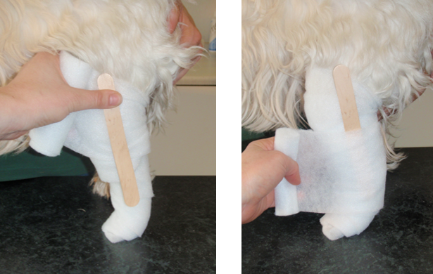 ErsteHilfeKleintiereVerband Erste Hilfe Kleintiere Verband
